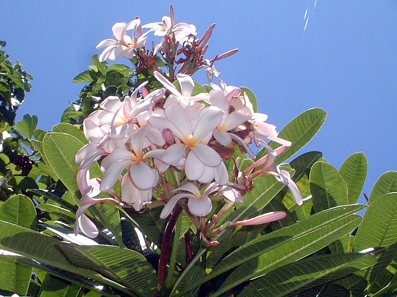 vA(Plumeria)